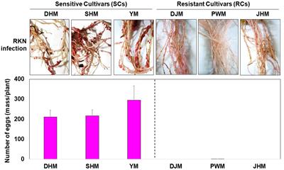 The Defense Response Involved in Sweetpotato Resistance to Root-Knot Nematode Meloidogyne incognita: Comparison of Root Transcriptomes of Resistant and Susceptible Sweetpotato Cultivars With Respect to Induced and Constitutive Defense Responses